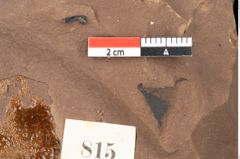 Foto (Detailsansicht) von Quercus palaeoilex Ettingshausen (NHMW-GEO-2024-0188-0815)